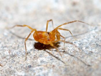Media type: image; Invertebrate Zoology 152657   Description: live specimen;